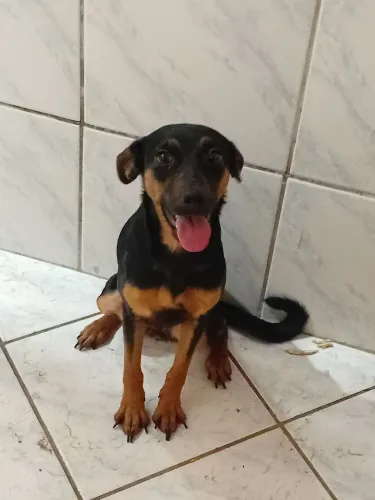 Estou doando está menininha