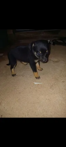 Vende se cachorro