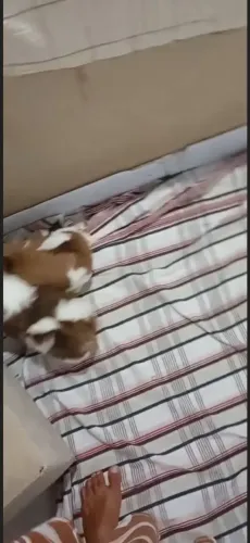 Shih Tzu Machos 2!! 