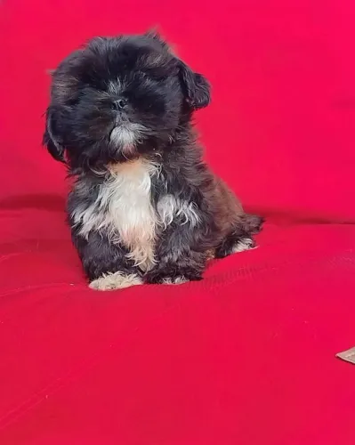 Lindo E Perfeito... Machinho de Lhasa Apso disponível para entrega