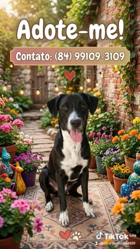 Adoção, cachorro vira lata.. 8 meses