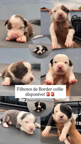 Vendo Border collies puros