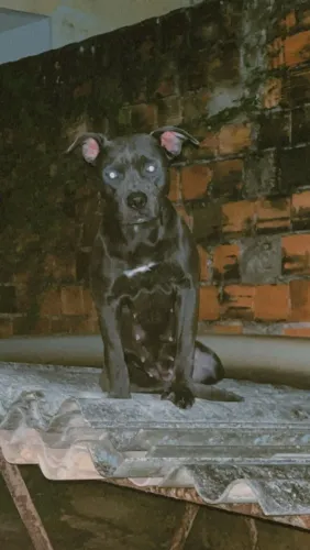 AMERICAN BULLY