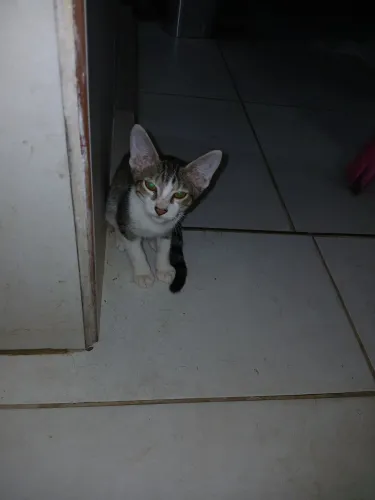 Gato para adoção