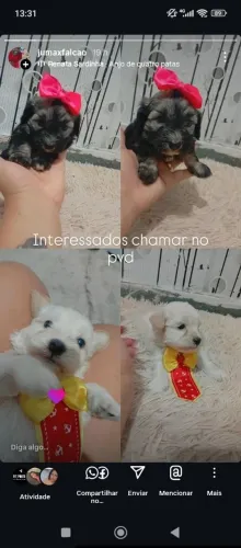 Vende-se filhotes de poodle 