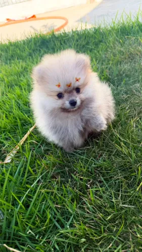 Spitz Alemão fêmea Zibelina