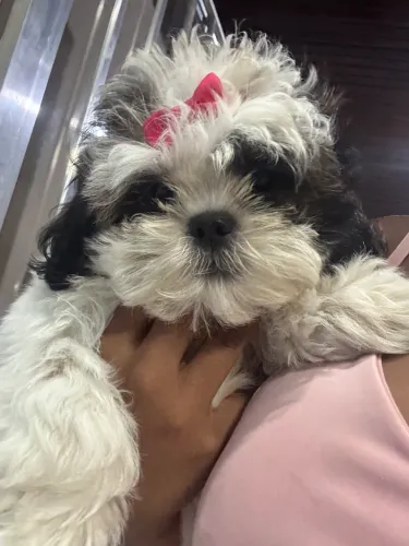 Shih tzu