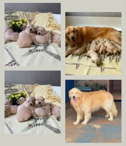 Golden retriever macho com pedigree