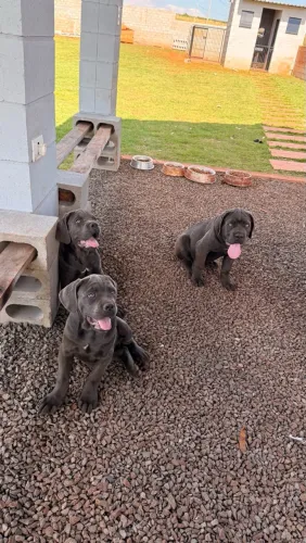 Filhotes de Cane Corso