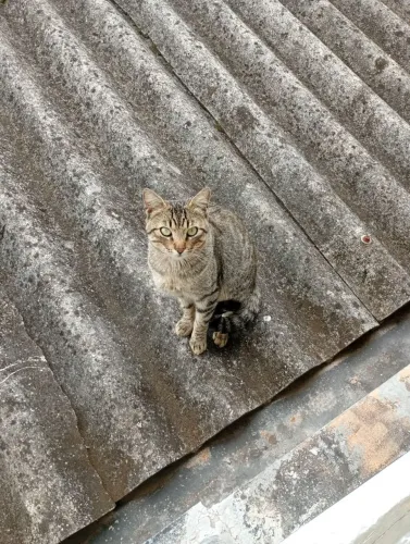 DOA-SE gato macho de rua no bairro Sítio Cercado