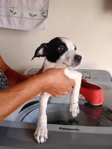 Vira lata pra doação