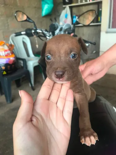 Cachorro
