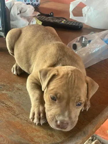 Vende-se filhote de pitbull autêntico