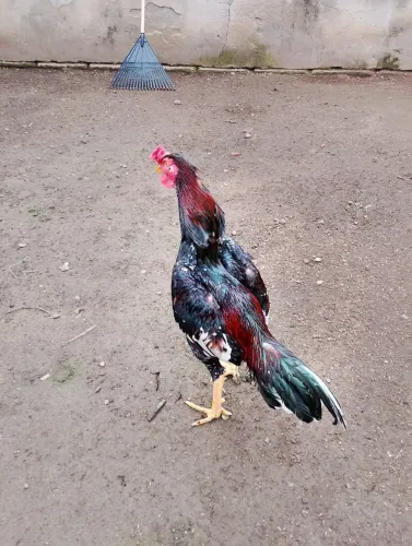 Galo mura