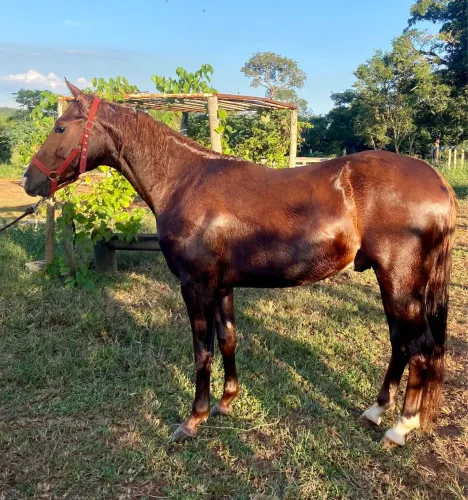 Potro Alazão