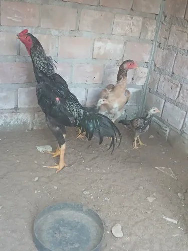 Galinha