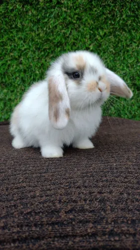 COELHO MINI LOP