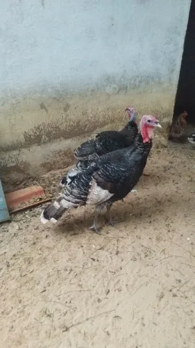 Peru Macho