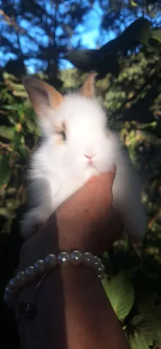 Mini coelhos lyon head 