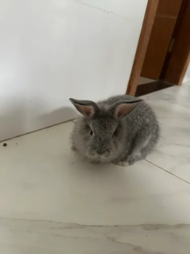 Coelho