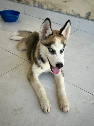 Husky - 5 meses