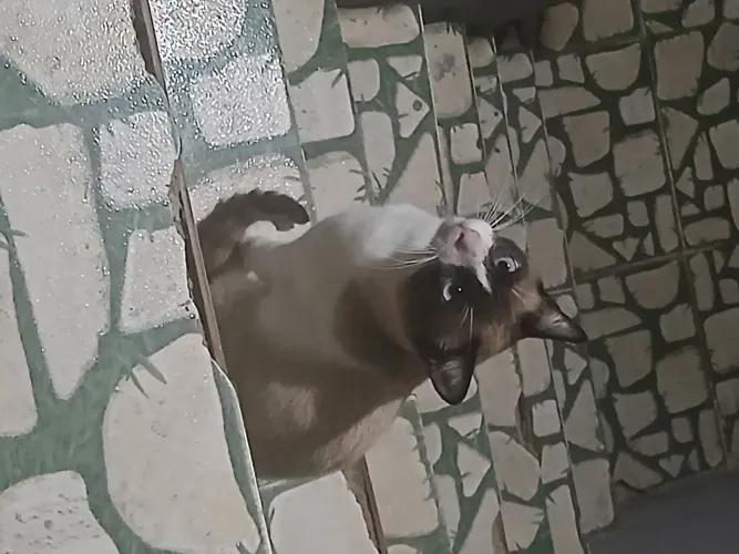 Estou doando dois gatos um macho e uma fêmea o branco é macho e amarelada ela é fêmea 
