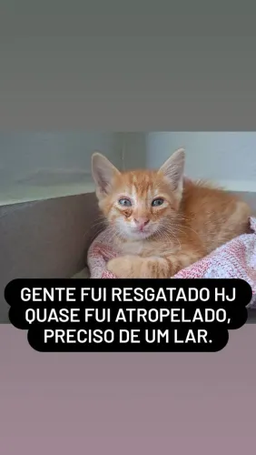 Doação de filhote de gato