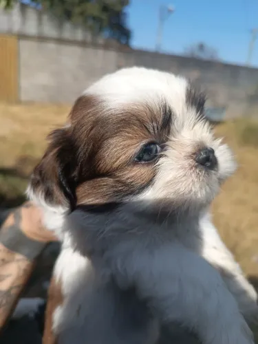 Shitzu macho