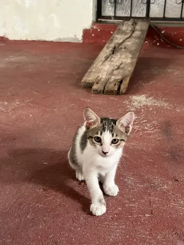 Gatos para doação