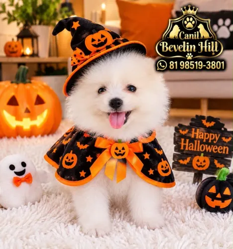 Lulu da Pomerania Macho e Fêmea Promoção de Halloween
