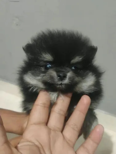 Lindo Macho Spitz Alemão (Lulu da Pomerânia) 12x SEM JUROS