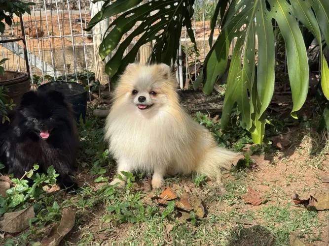 Spitz alemão anã Disponível