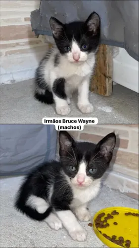DOAÇÃO RESPONSÁVEL (Irmãos Bruce Wayne)