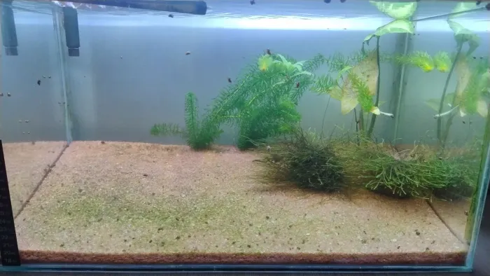 Aquário com plantas!!!
