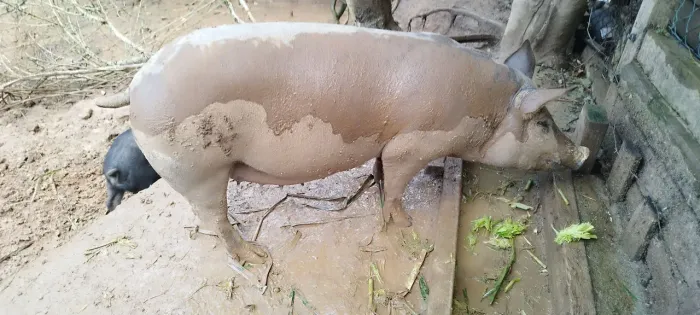 Porca prenha já está com 3 meses .