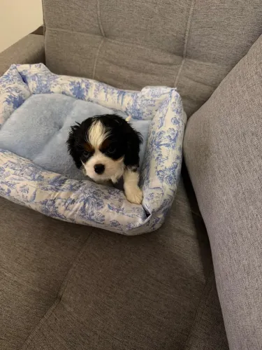 Cavalier belíssimos filhotes a pronta entrega 