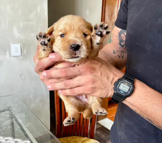 Golden Retriever - Macho e Fêmea