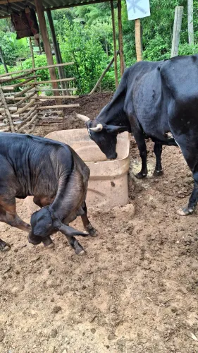 Vendo vaca girolanda com uma bezerra de 11 meses detalhes a vaca esta pra criar novamente