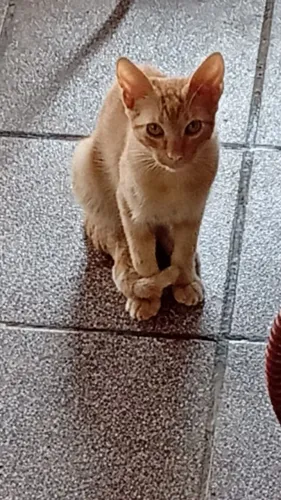 Gatinho para doação.