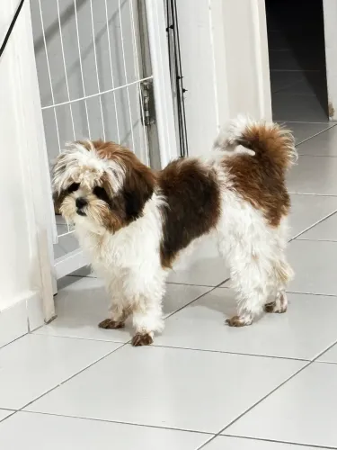 Vende-se Shih Tzu Filhote - Fêmea