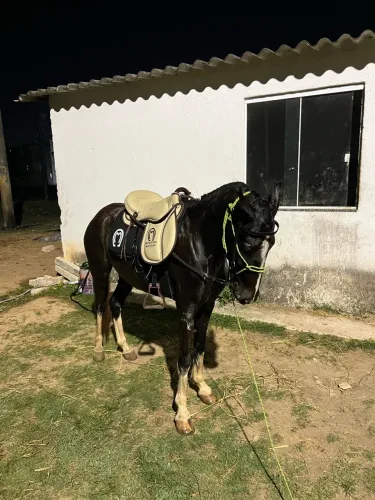 Vende-se égua