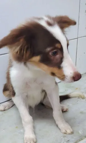 Cachorro 