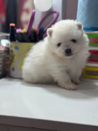 Filhote Lulu pomerania
