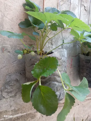 Muda de morango