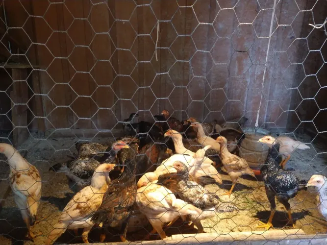 Vende se franguinhos e franguinhas caipira 