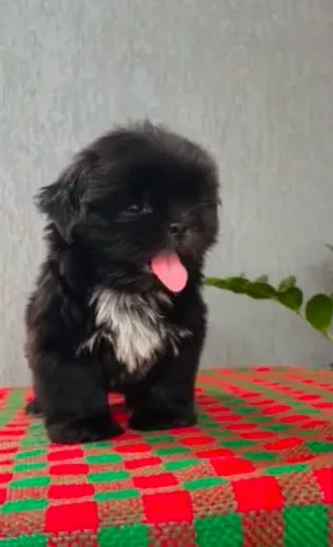 Shih Tzu Uma nova oportunidade para escolher seu pet