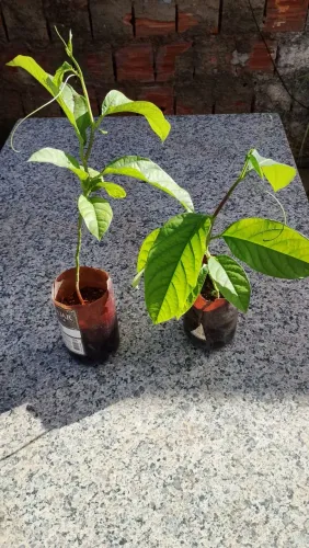 Muda de maracujá doce ou maracujina 