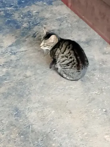 Doação de Gatos 