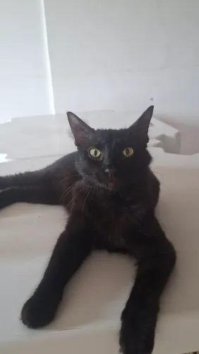 Adoção responsável Gato Macho castrado