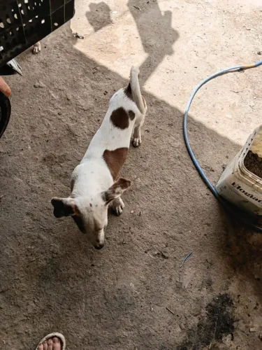 Fox paulistinha